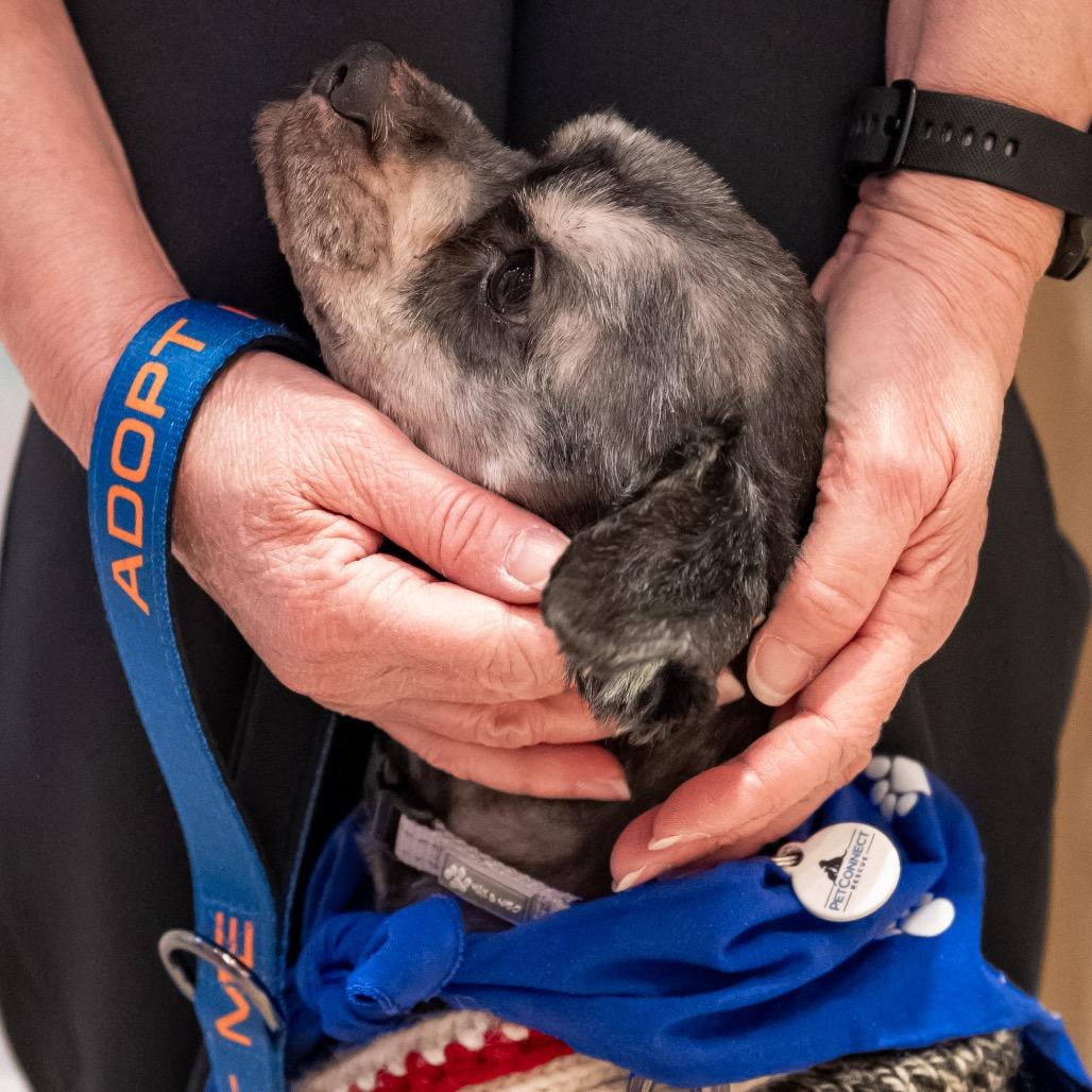 Enlarge Arnold Schnauzer, a Adoptable mixed breed in Potomac, MD image 5/5