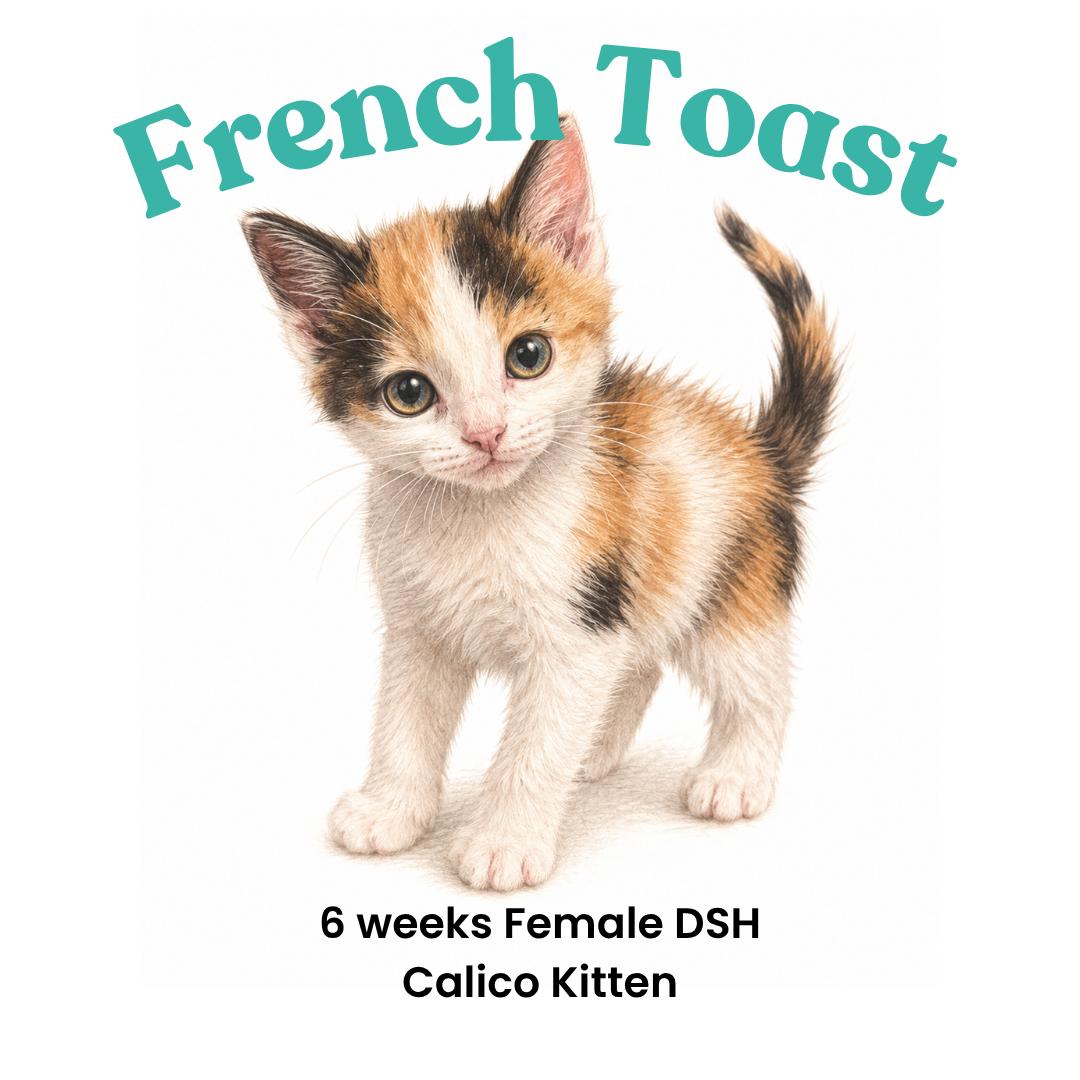 Enlarge French Toast - available early September, a Adoptable mixed breed in Houston, TX image 2/3