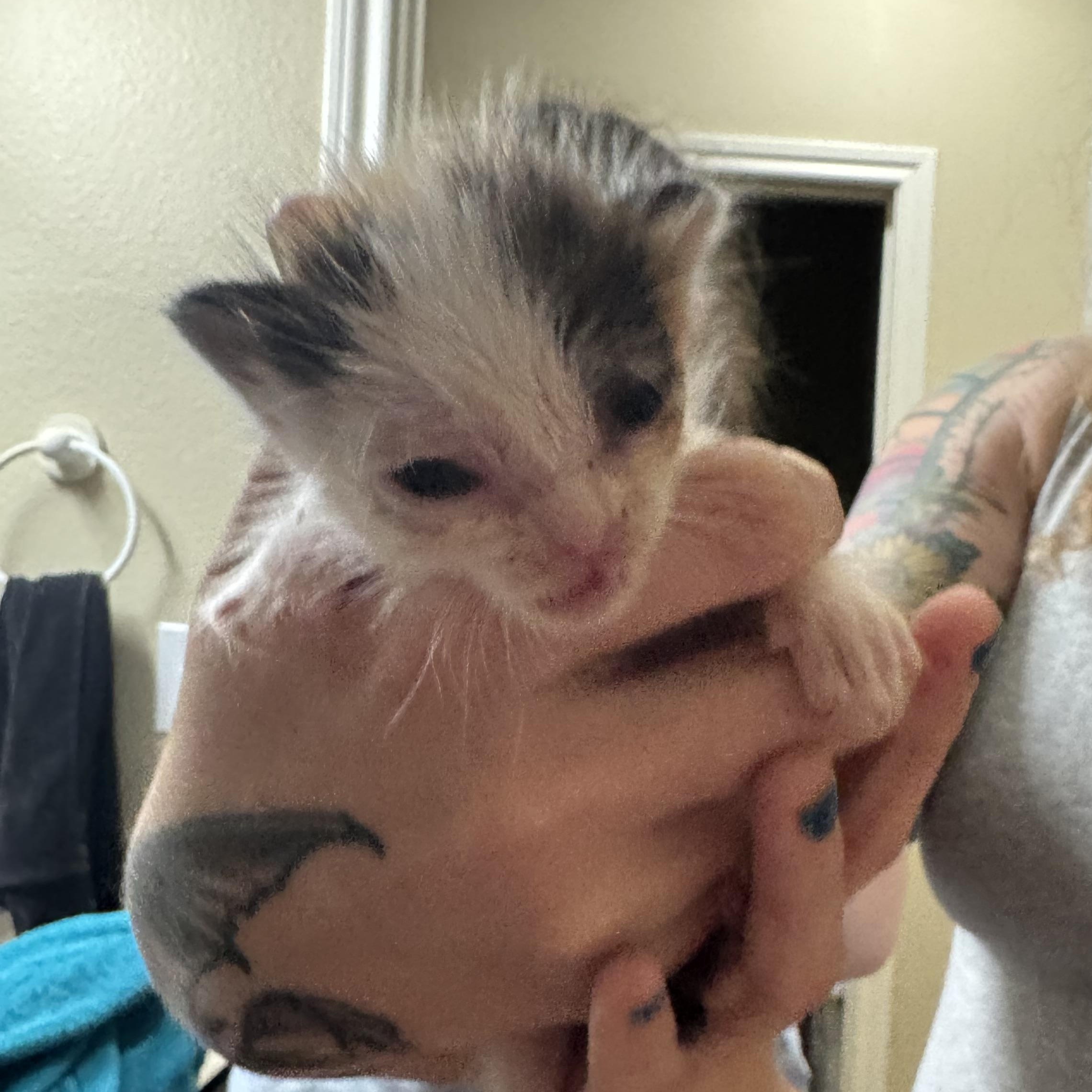 Enlarge French Toast - available early September, a Adoptable mixed breed in Houston, TX image 1/3