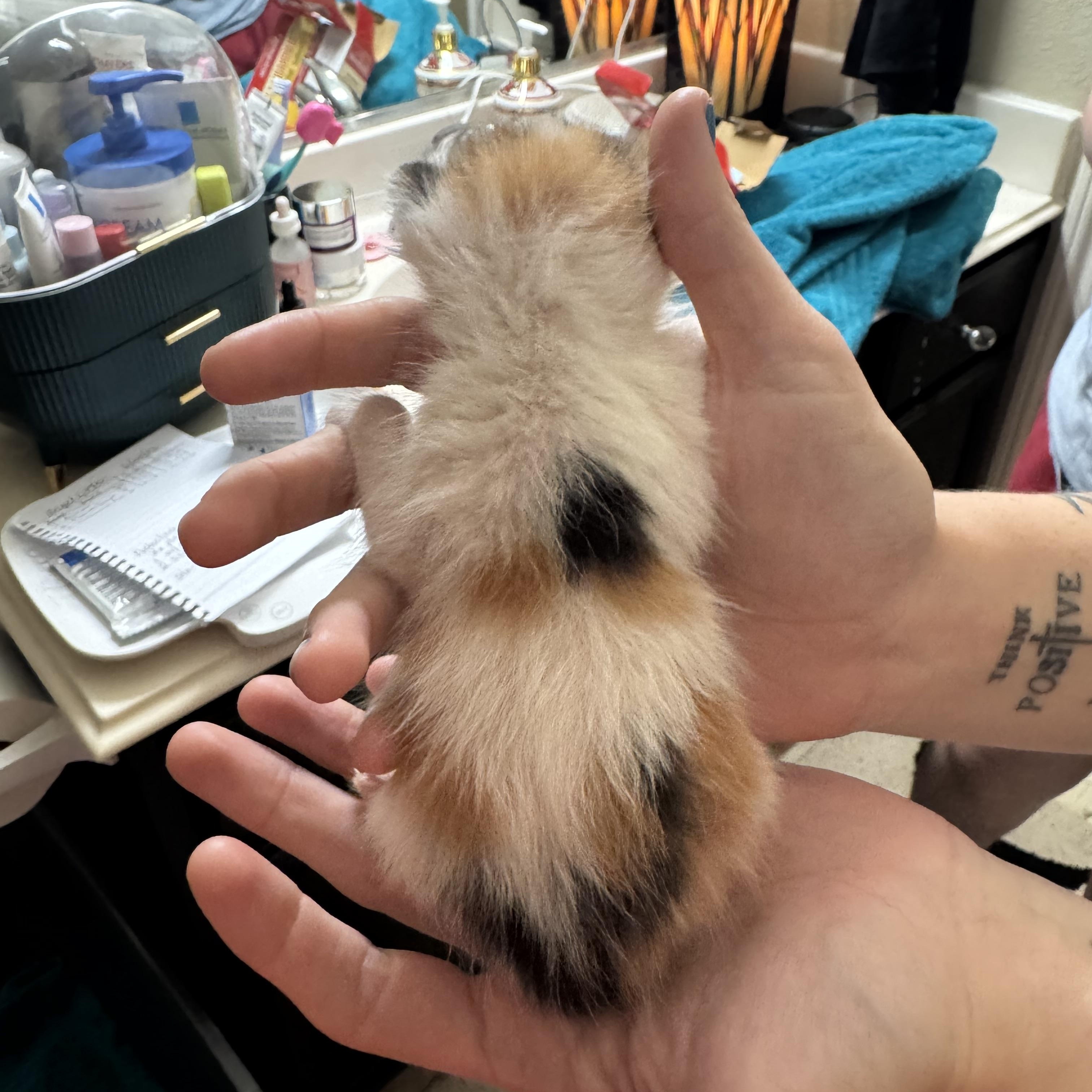 Enlarge French Toast - available early September, a Adoptable mixed breed in Houston, TX image 3/3
