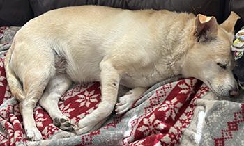 Enlarge Calypso, a Adoptable mixed breed in Las Vegas, NV image 3/6