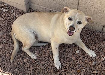 Enlarge Calypso, a Adoptable mixed breed in Las Vegas, NV image 4/6