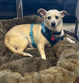 Calypso, Adoptable, Senior Female Chihuahua & Corgi.