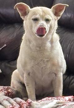 Enlarge Calypso, a Adoptable mixed breed in Las Vegas, NV image 5/6