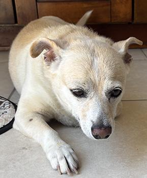 Enlarge Calypso, a Adoptable mixed breed in Las Vegas, NV image 6/6