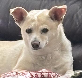 Enlarge Calypso, a Adoptable mixed breed in Las Vegas, NV image 2/6