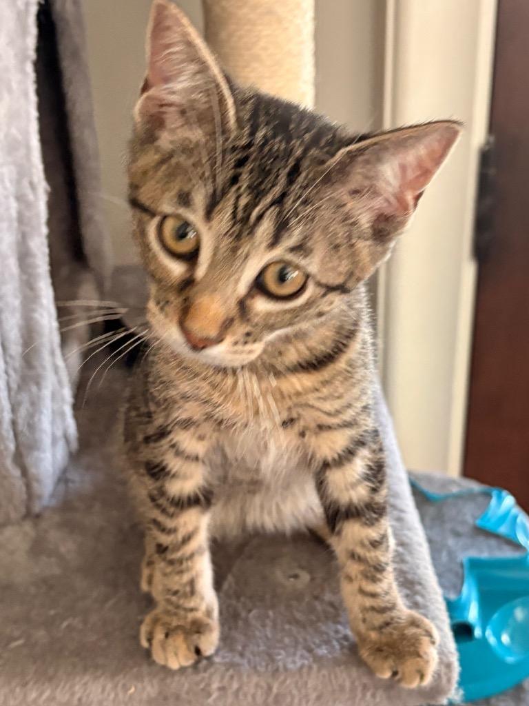 Olive, Adoptable, Kitten Female Domestic Short Hair.