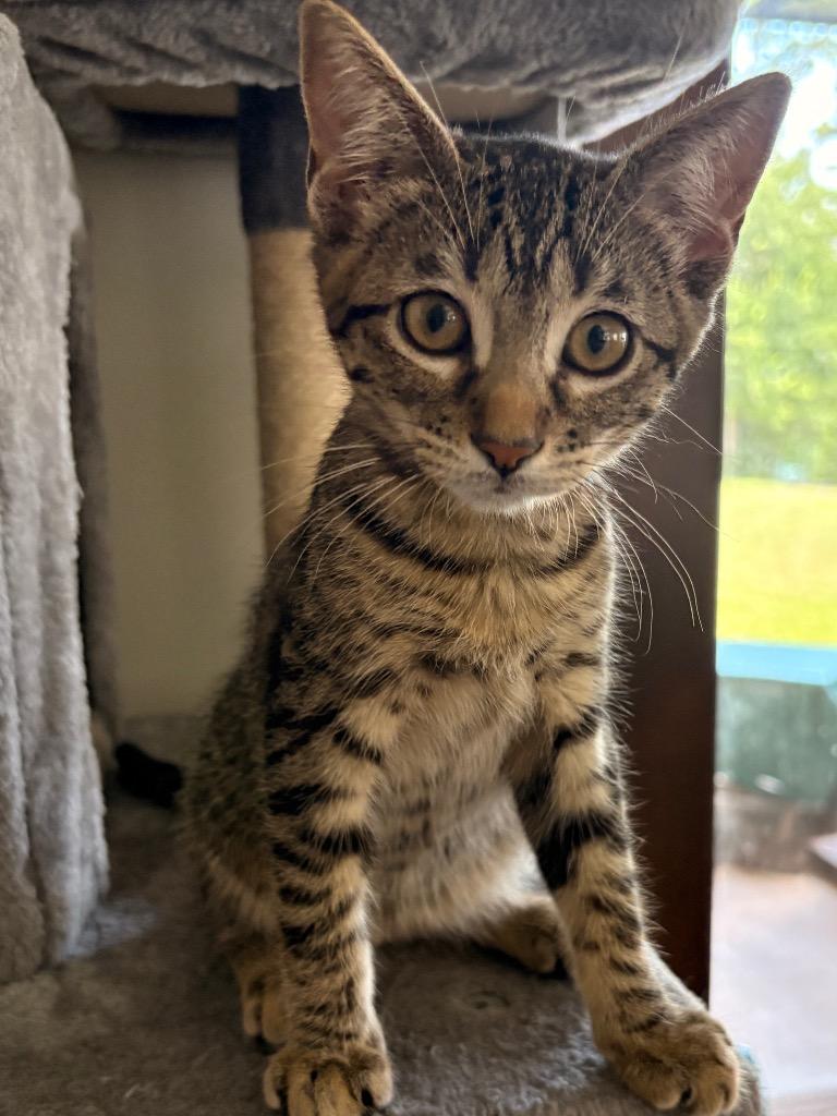 Olive, a Adoptable mixed breed in Spring, TX image 2/6