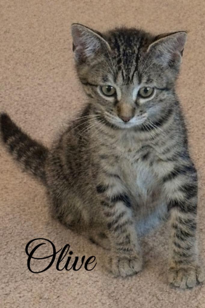 Olive, a Adoptable mixed breed in Spring, TX image 4/6
