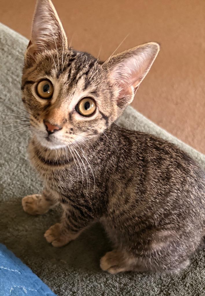Olive, a Adoptable mixed breed in Spring, TX image 5/6