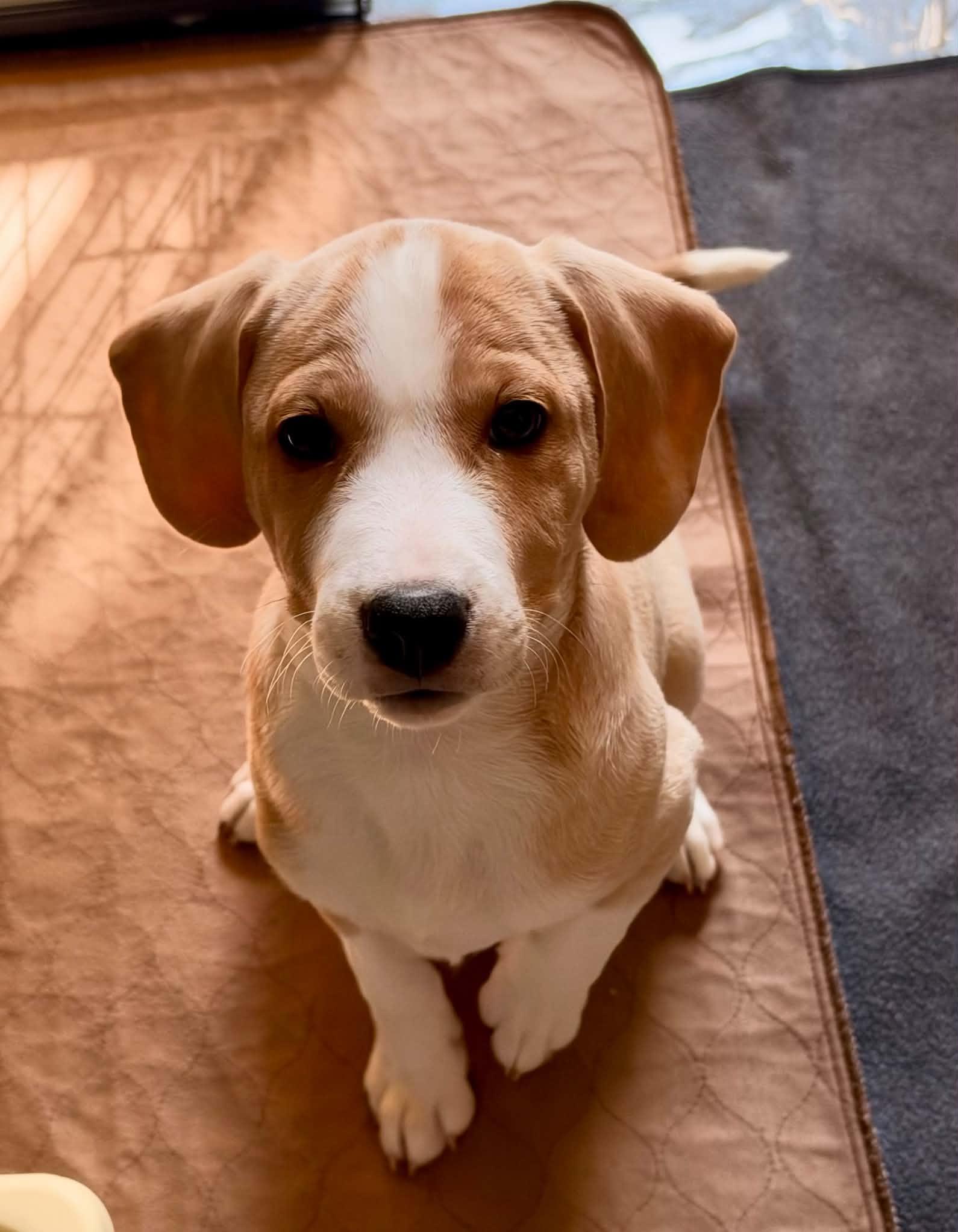 Enlarge Lexie, a Adoptable mixed breed in Lewisville, IN image 2/4