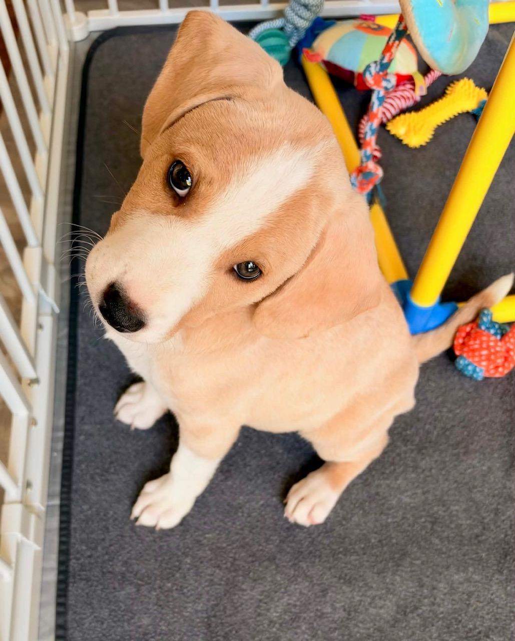 Enlarge Lexie, a Adoptable mixed breed in Lewisville, IN image 4/4