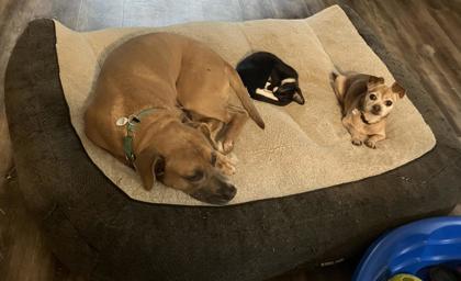 Jolly Boy, Adoptable, Young Male Black Mouth Cur & Hound.