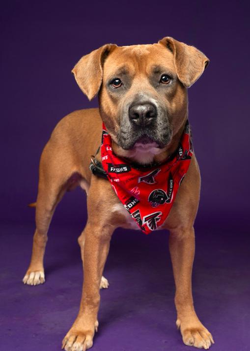 Enlarge Jolly Boy, a Adoptable mixed breed in Decatur, GA image 2/3