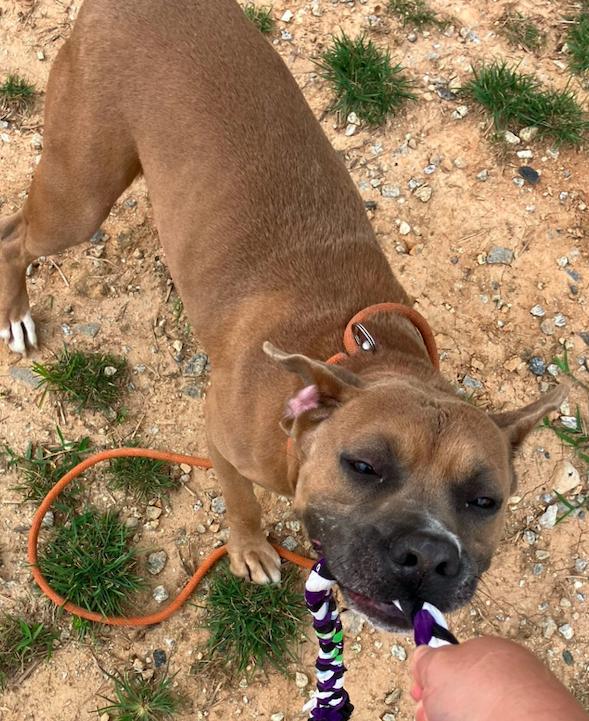 Enlarge Jolly Boy, a Adoptable mixed breed in Decatur, GA image 3/3