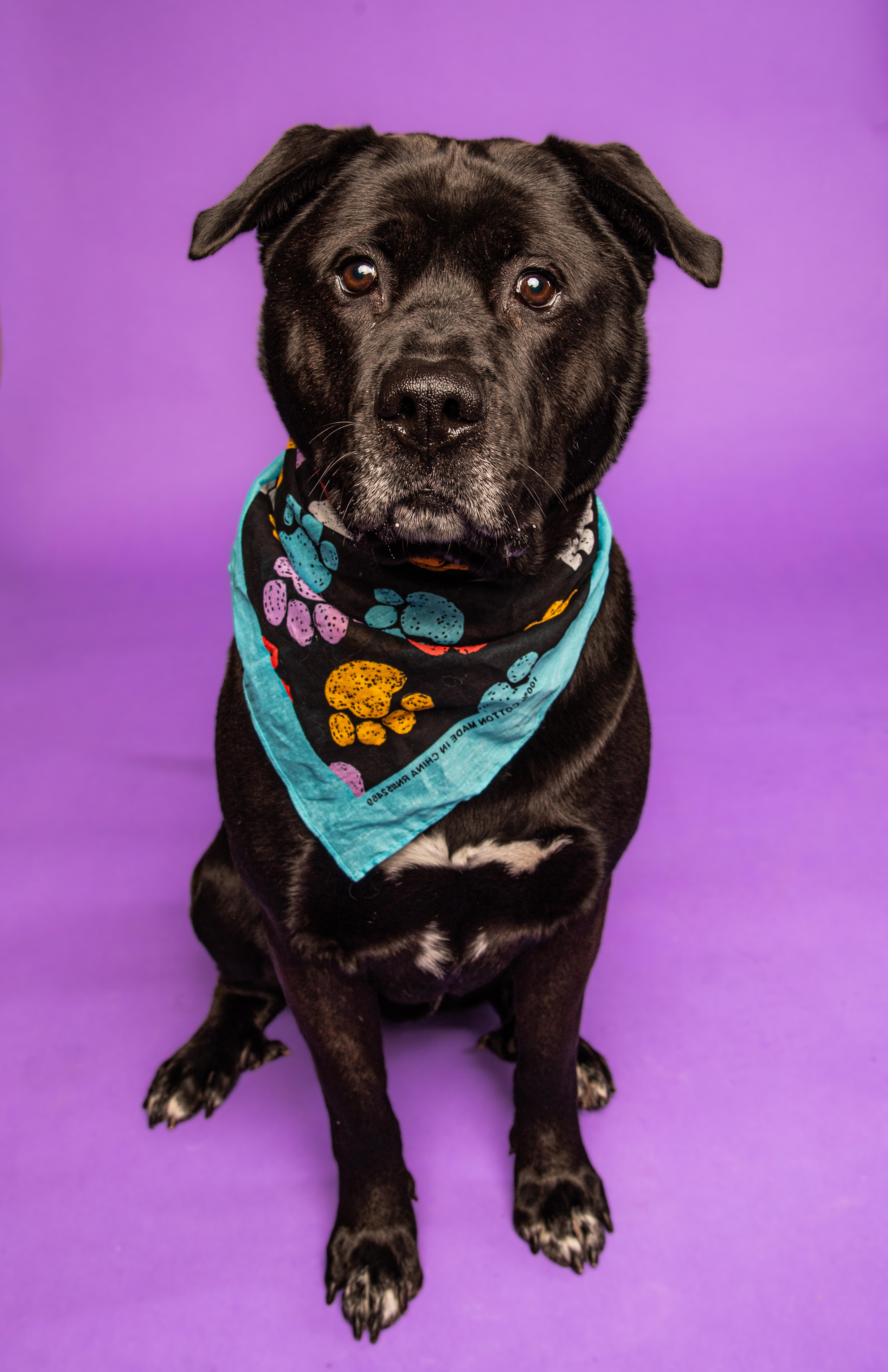 Enlarge Kolby-Goofy, Fun-Loving Boy, an adoptable mixed breed in Oshkosh, WI image 4/6