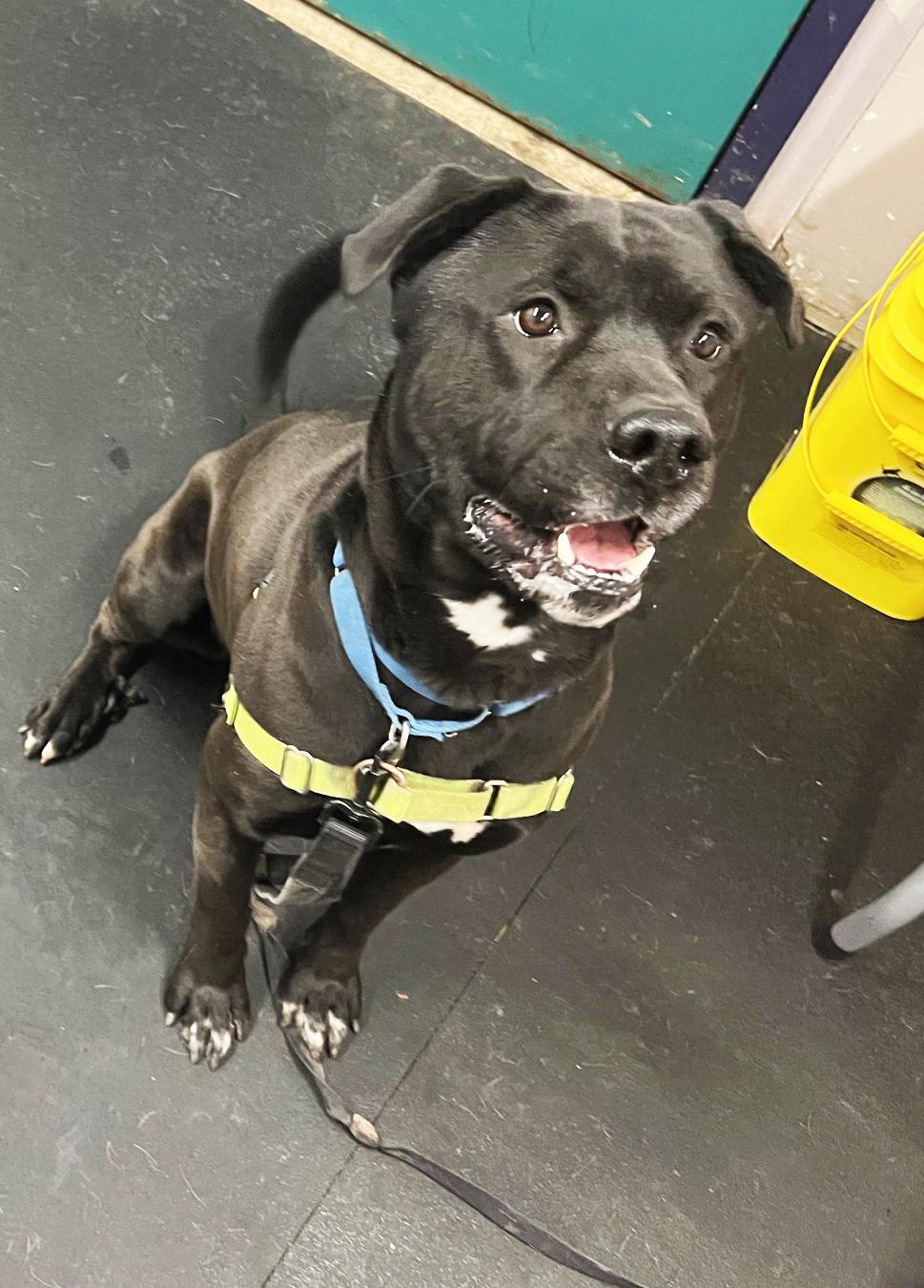 Enlarge Kolby-Goofy, Fun-Loving Boy, an adoptable mixed breed in Oshkosh, WI image 4/6