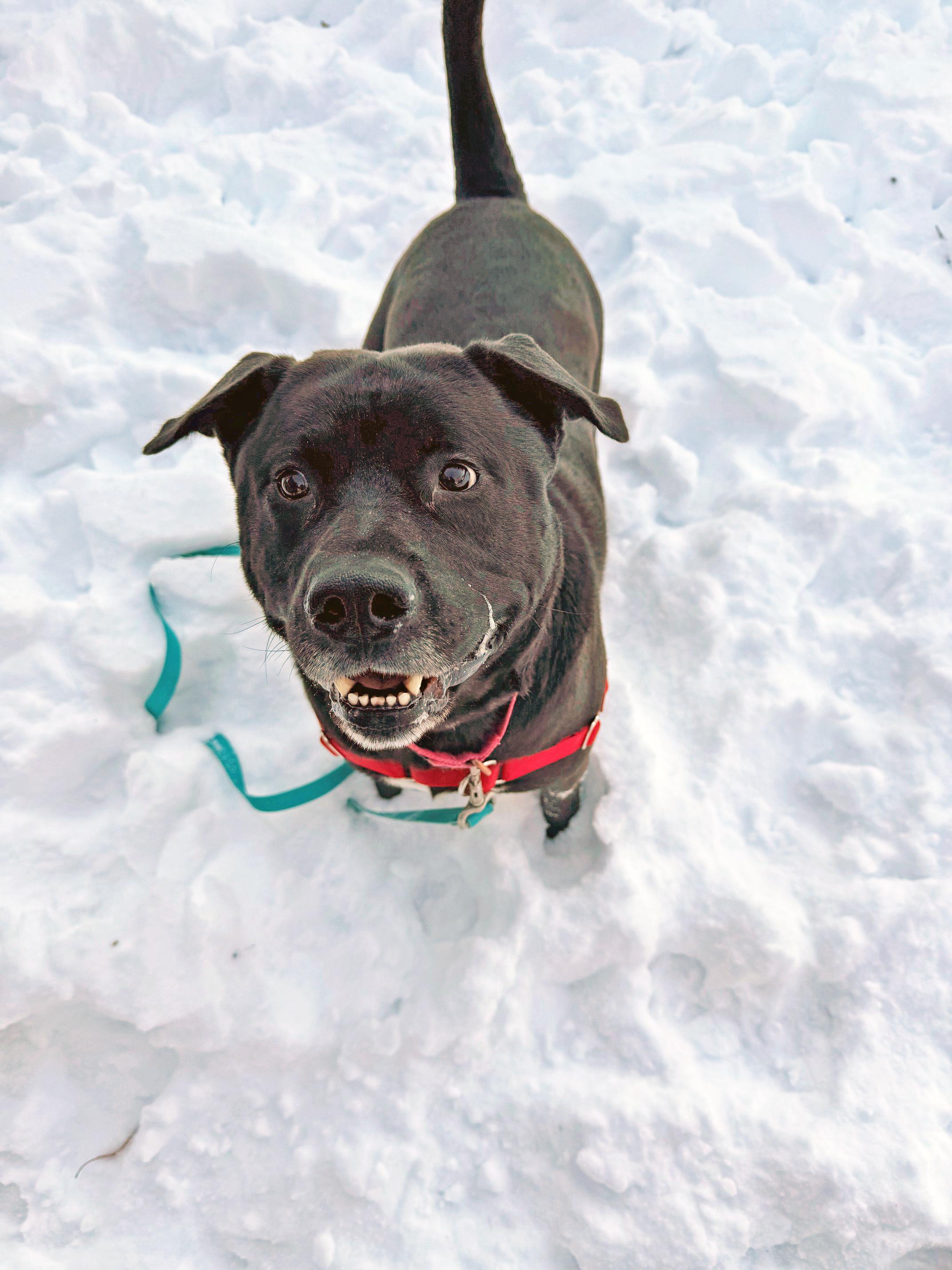 Enlarge Kolby-Goofy, Fun-Loving Boy, an adoptable mixed breed in Oshkosh, WI image 6/6