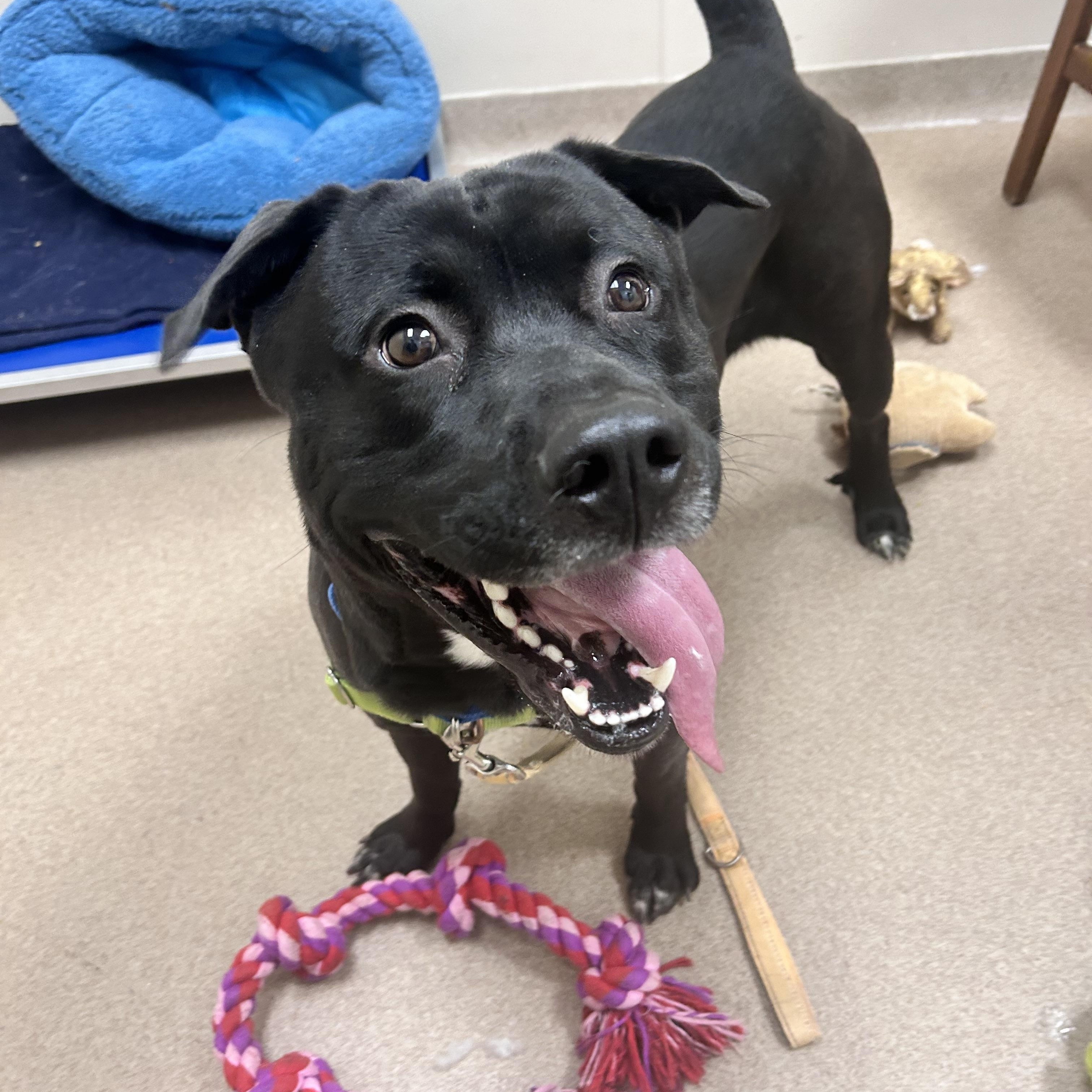 Enlarge Kolby-Goofy, Fun-Loving Boy, an adoptable mixed breed in Oshkosh, WI image 2/6