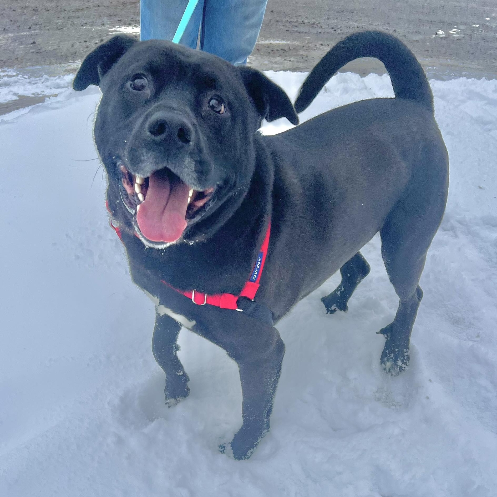 Kolby-Goofy, Fun-Loving Boy, an adoptable mixed breed in Oshkosh, WI image 4/6