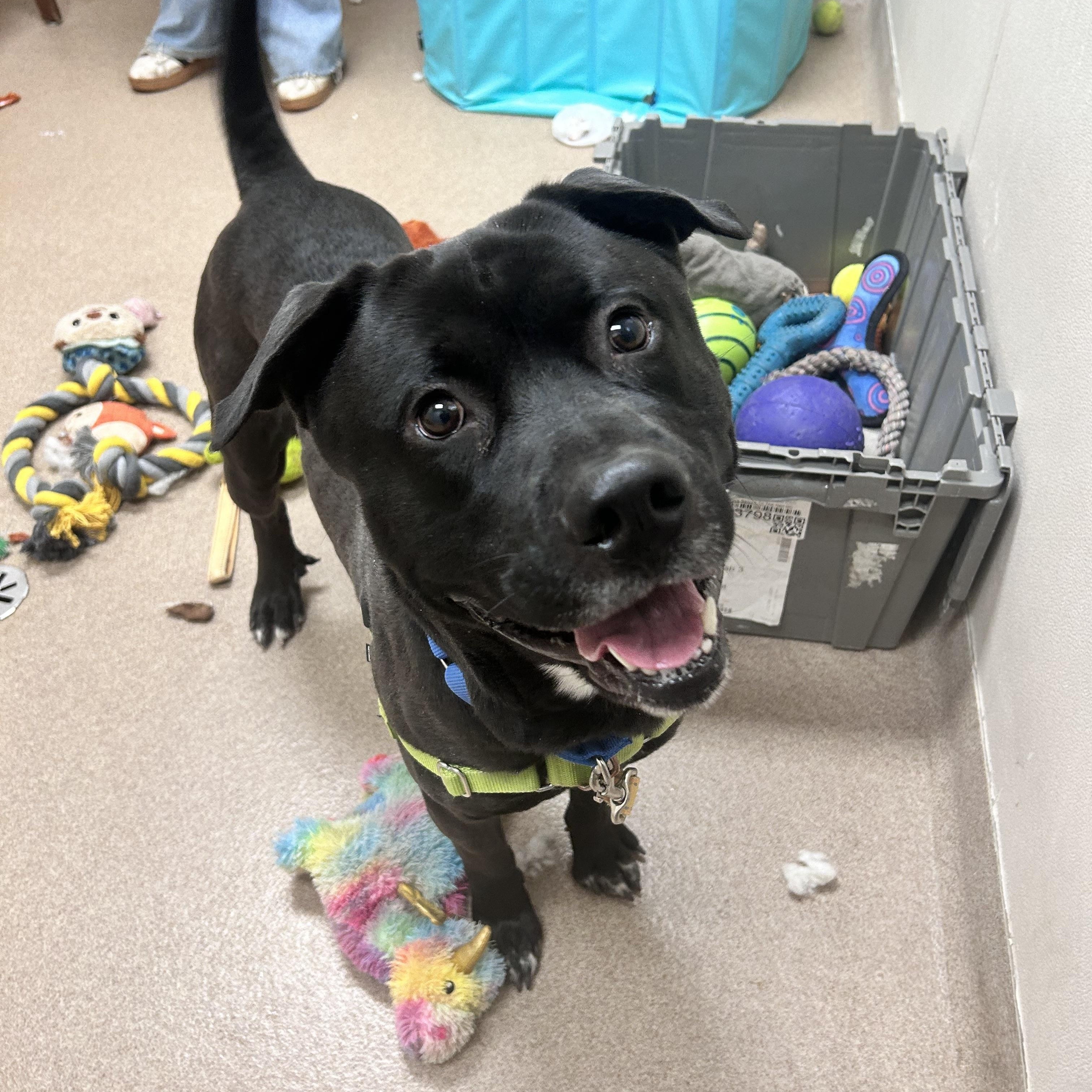 Kolby-Goofy, Fun-Loving Boy, adoptable, Adult Male Mixed Breed.