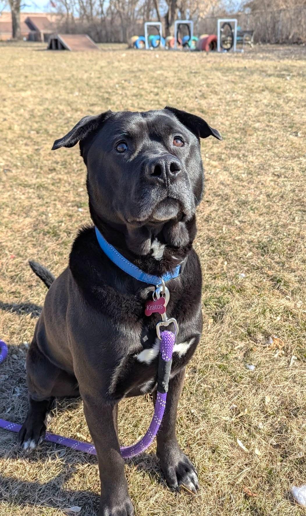 Enlarge Kolby-Goofy, Fun-Loving Boy, an adoptable mixed breed in Oshkosh, WI image 3/6