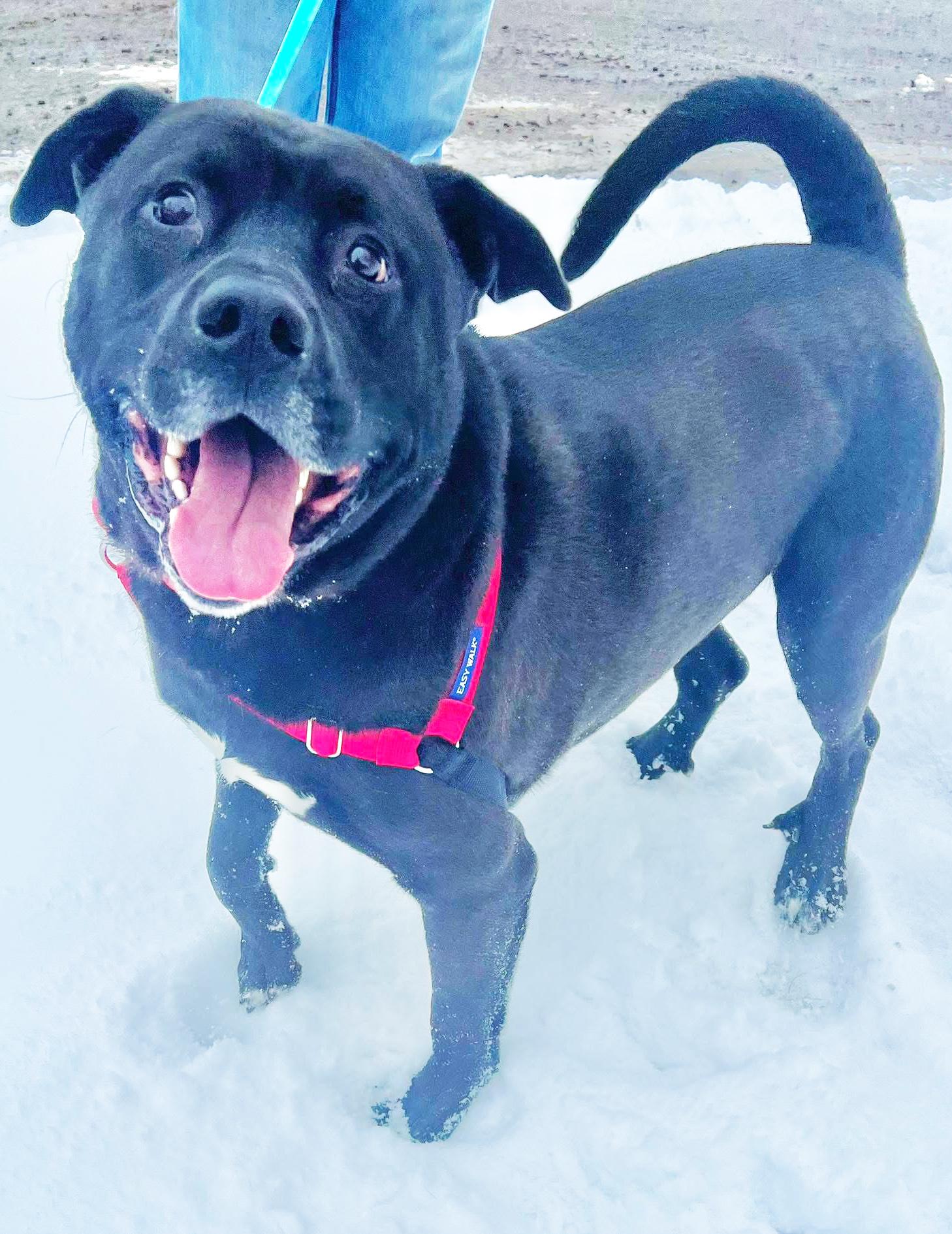 Enlarge Kolby-Goofy, Fun-Loving Boy, an adoptable mixed breed in Oshkosh, WI image 3/6