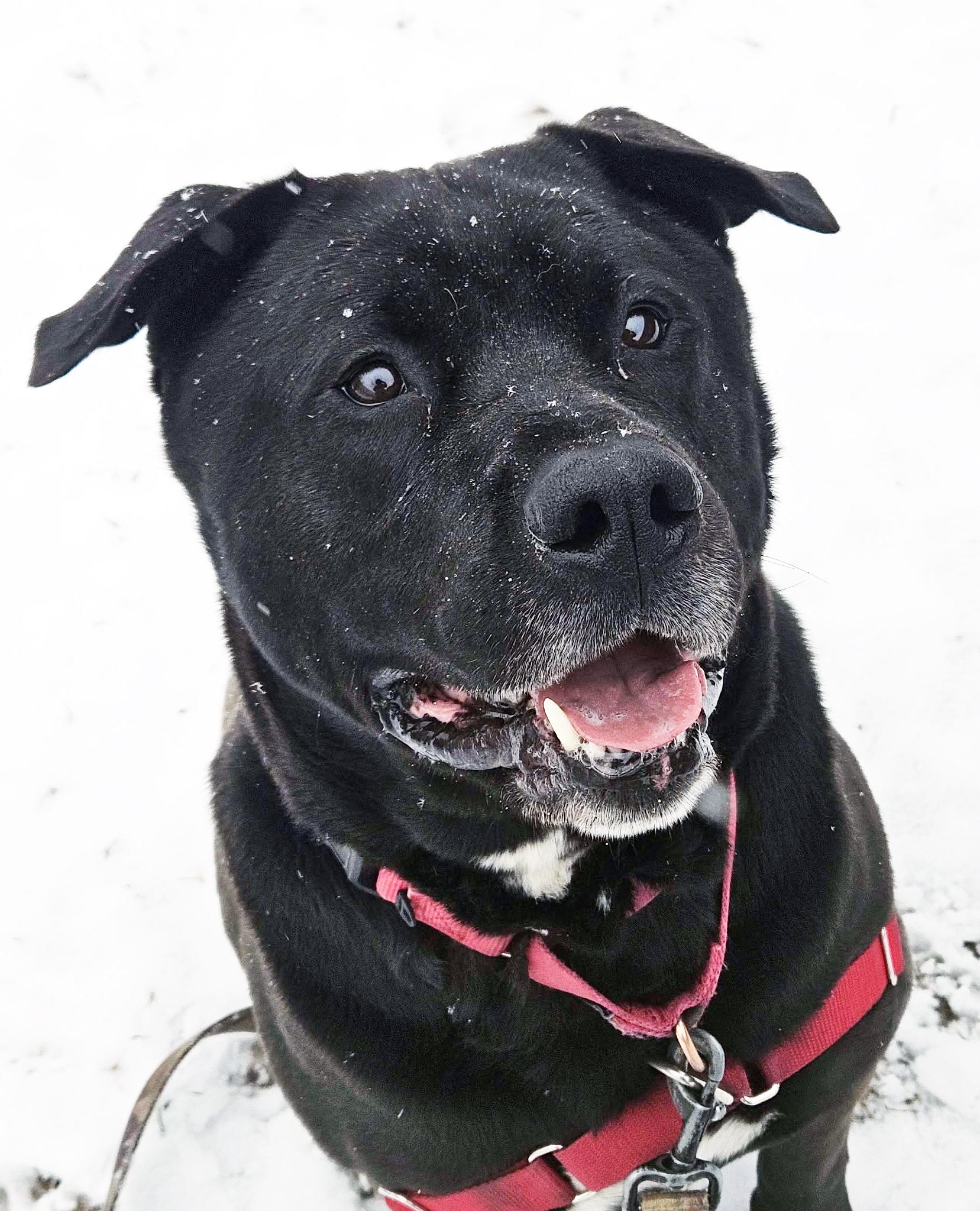 Kolby-Goofy, Fun-Loving Boy, adoptable, Adult Male Mixed Breed.