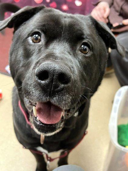 Kolby-Goofy, Fun-Loving Boy, an adoptable mixed breed in Oshkosh, WI image 1/6