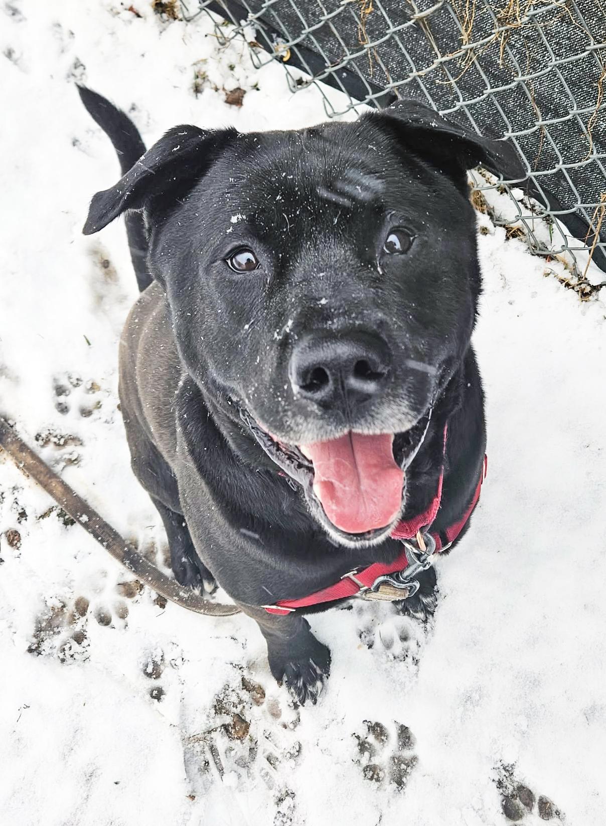 Kolby-Goofy, Fun-Loving Boy, adoptable, Adult Male Mixed Breed.