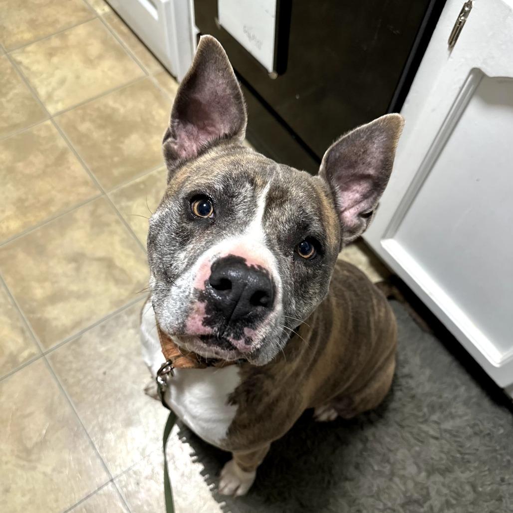 Harley-2445, Adoptable, Adult Male Labrador Retriever & Pit Bull Terrier.