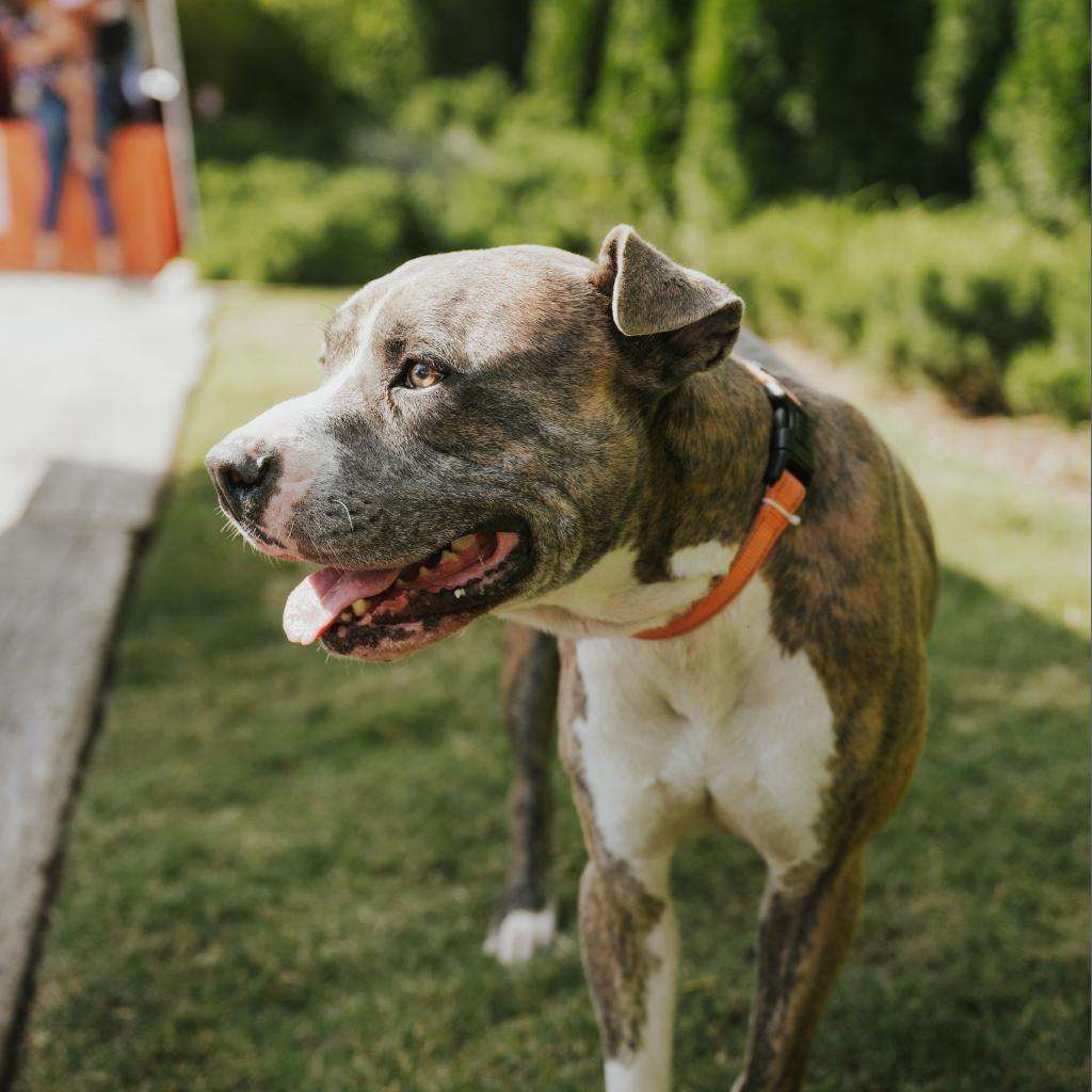 Enlarge Harley-2445, a Adoptable mixed breed in Huntsville, AL image 2/6