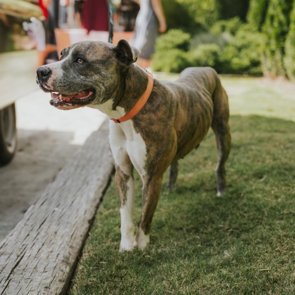 Enlarge Harley-2445, a Adoptable mixed breed in Huntsville, AL image 3/6