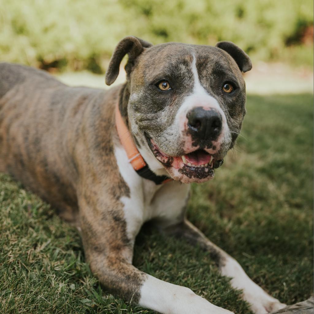 Enlarge Harley-2445, a Adoptable mixed breed in Huntsville, AL image 4/6