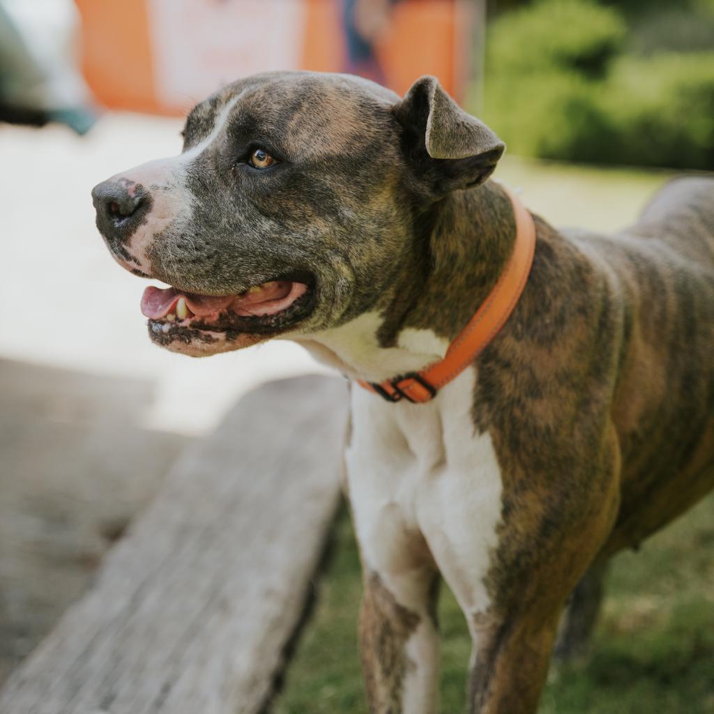 Enlarge Harley-2445, a Adoptable mixed breed in Huntsville, AL image 5/6