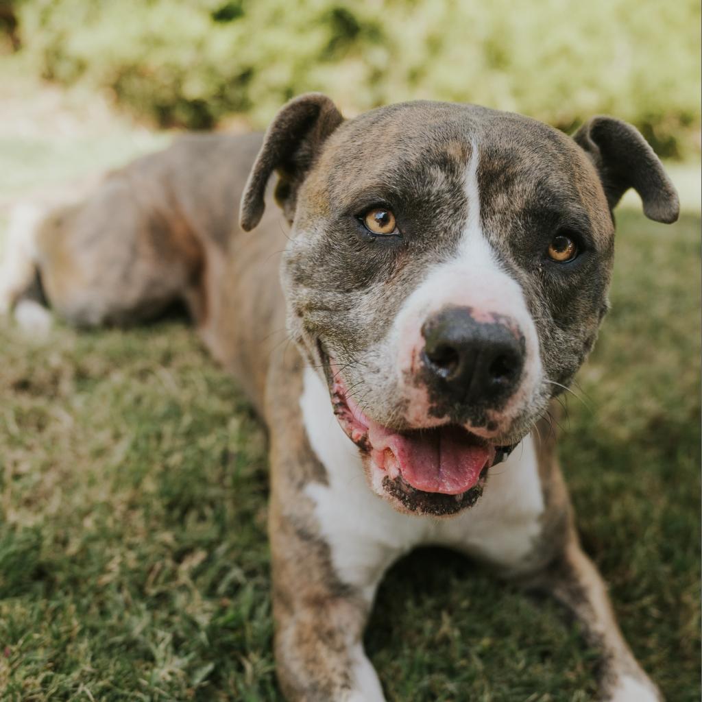 Enlarge Harley-2445, a Adoptable mixed breed in Huntsville, AL image 6/6