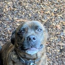 Enlarge Hannah, a Adoptable mixed breed in Gualala, CA image 2/3