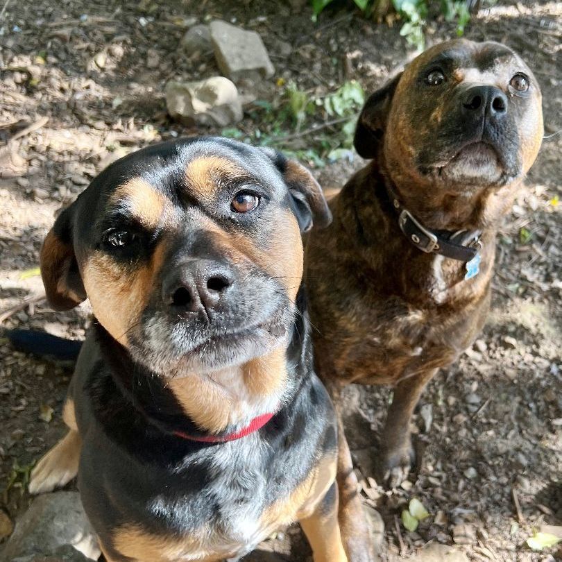 Enlarge Hannah, a Adoptable mixed breed in Gualala, CA image 3/3