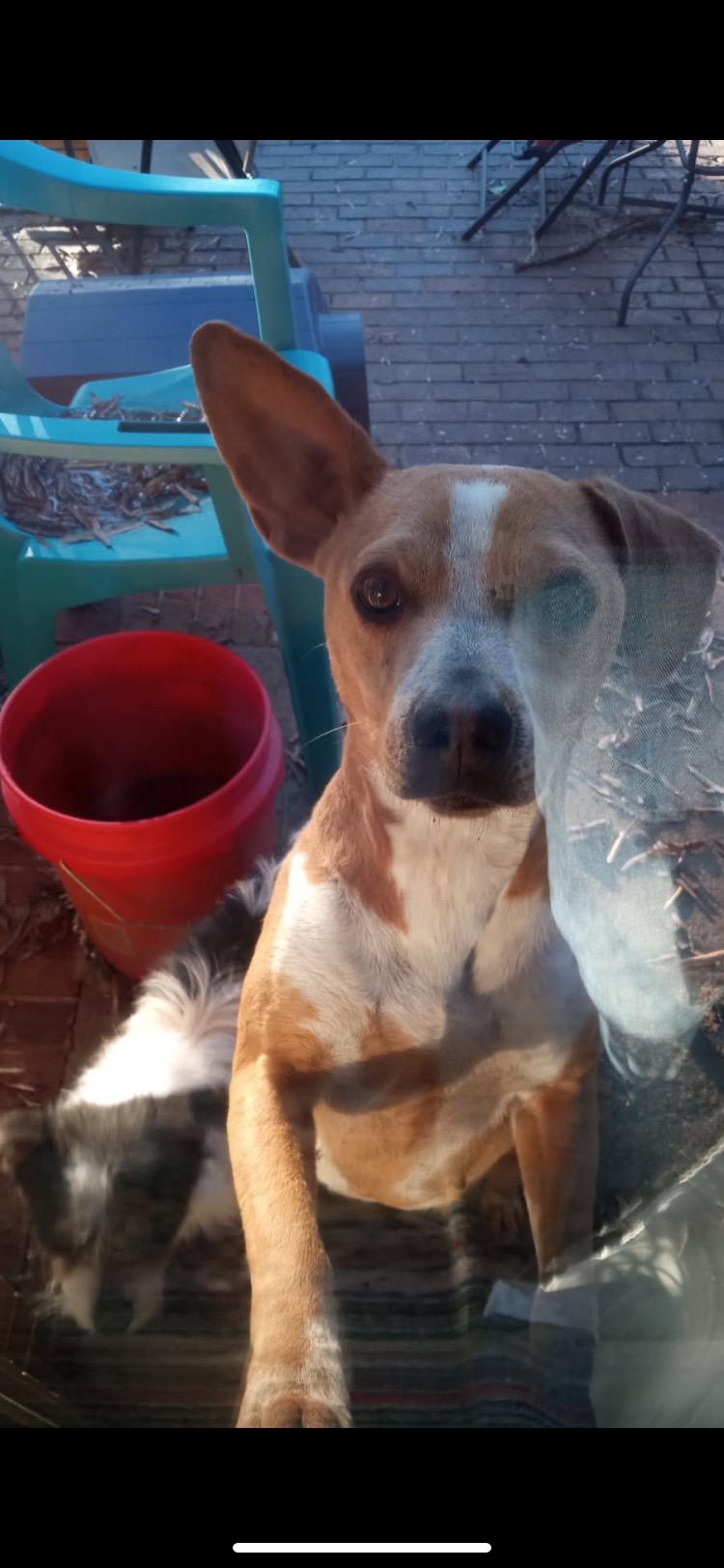 Luna Rose, a Adoptable mixed breed in Chase City, VA image 2/2