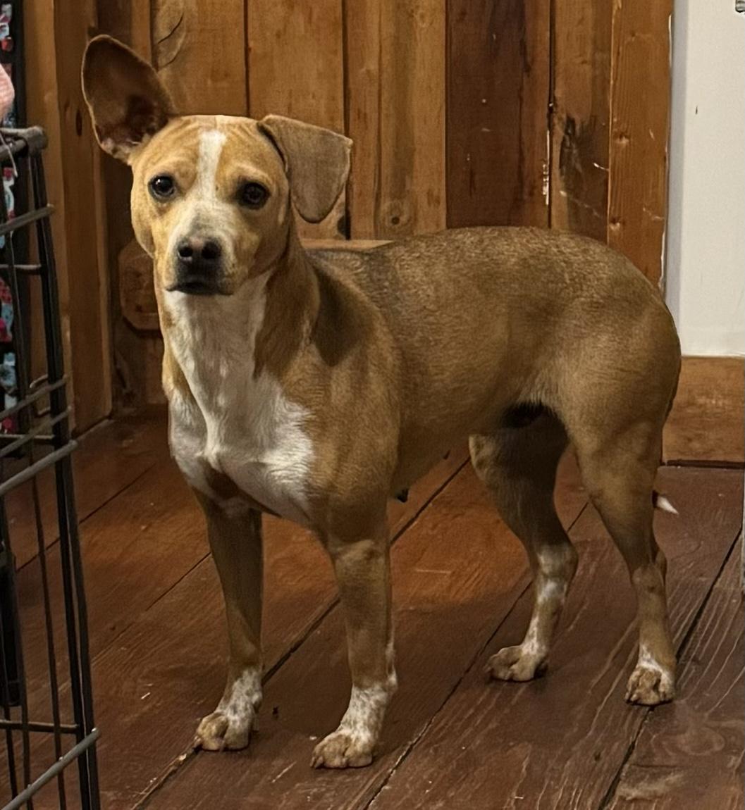 Luna Rose, a Adoptable mixed breed in Chase City, VA image 1/2