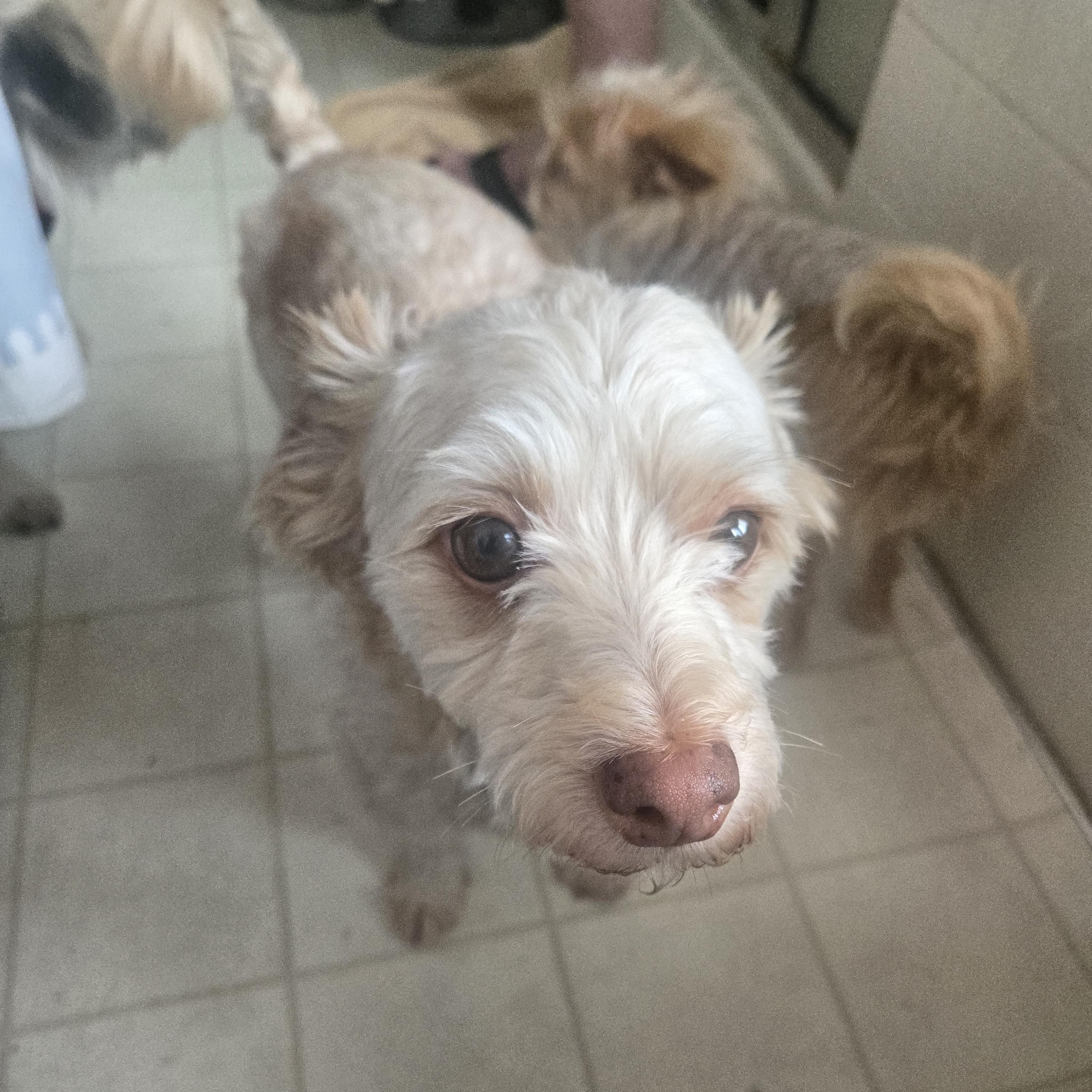 Enlarge Sammie, a ADOPTABLE Maltese in West Valley, UT image 2/3