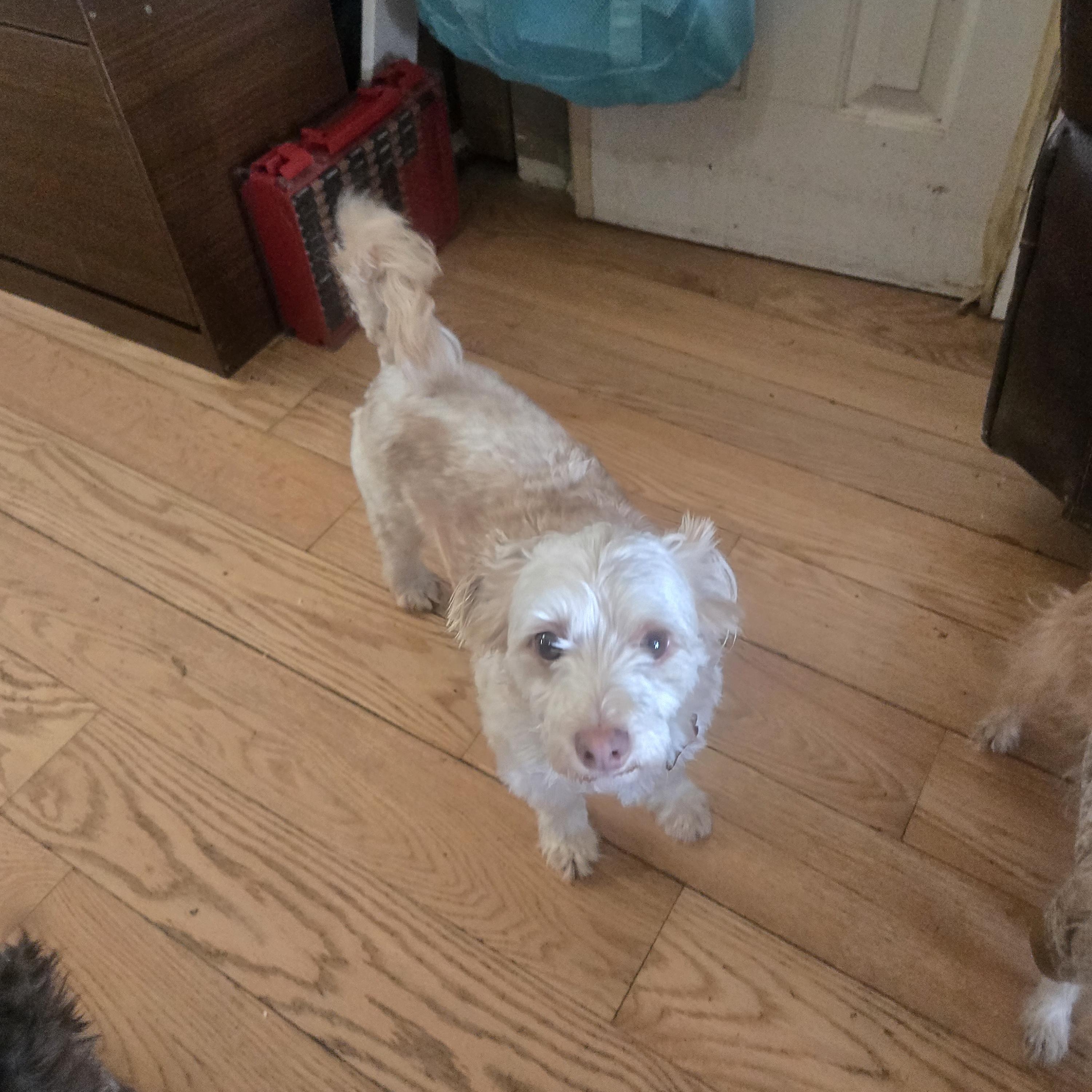 Sammie, ADOPTABLE, Adult Male Maltese.