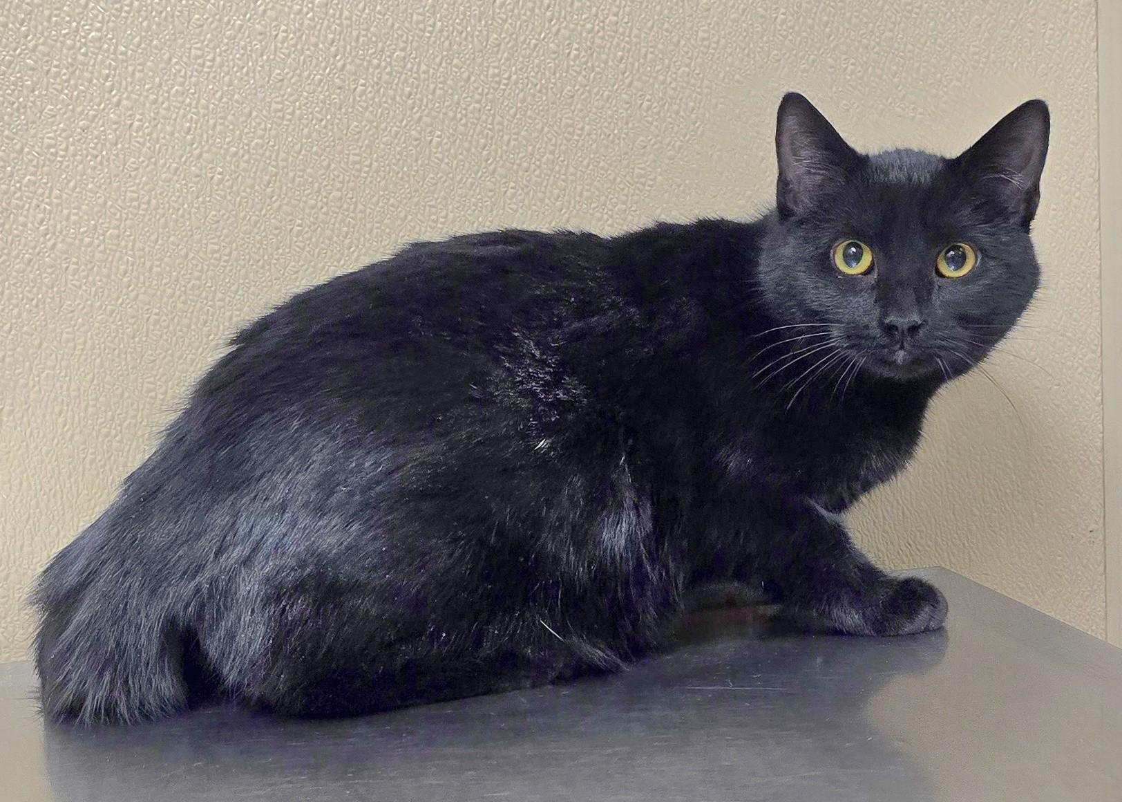 Enlarge Quince, an adoptable mixed breed in Brainerd, MN image 1/1