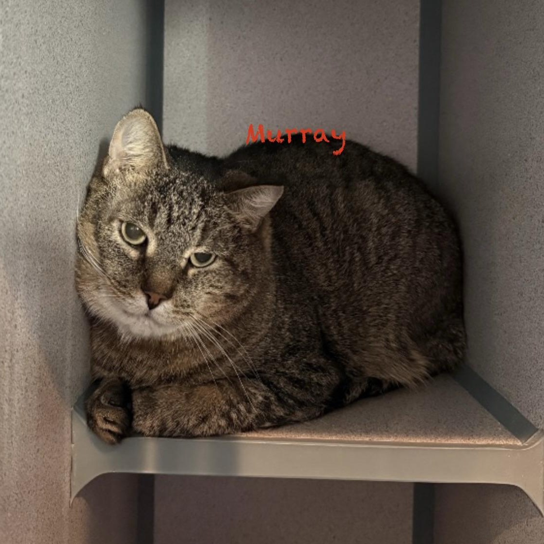 Murray, an adoptable Domestic Short Hair in Palatine, IL image 2/2