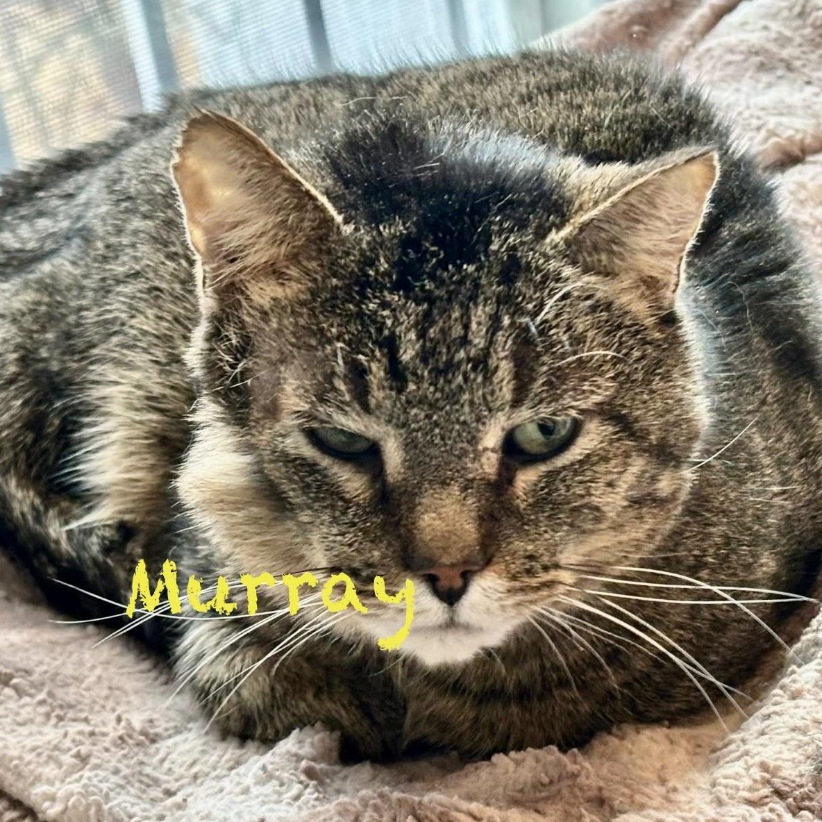 Murray, adoptable, Adult Male Domestic Short Hair.