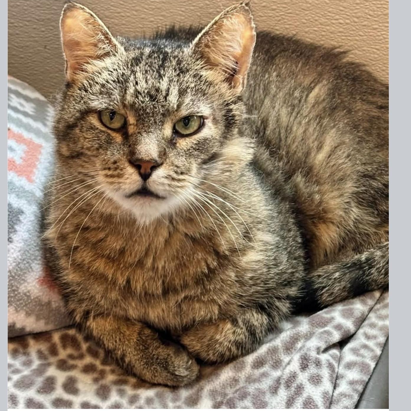 Enlarge Murray, an adoptable Domestic Short Hair in Palatine, IL image 3/3