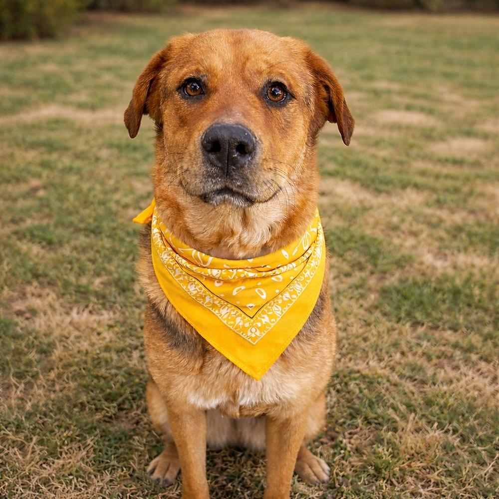 Enlarge Roxy Rae, a Adoptable mixed breed in Dickson, TN image 1/2