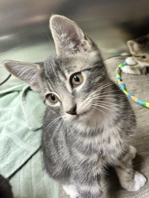 Enlarge Poppy, a Adoptable Tabby in Canoga Park, CA image 2/2