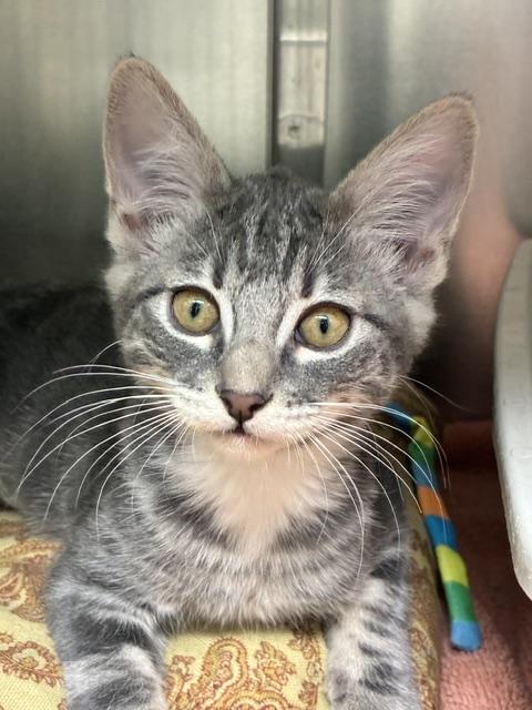 Poppy, Adoptable, Kitten Female Tabby.