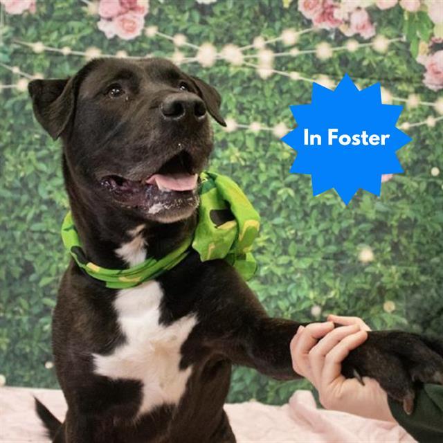 LOKI, Adoptable, Adult Male Labrador Retriever & Mixed Breed.